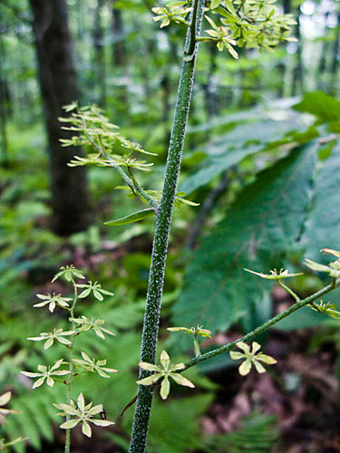 stem with flowers